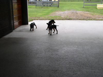 PupsInBarn