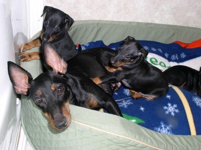 MomPups2